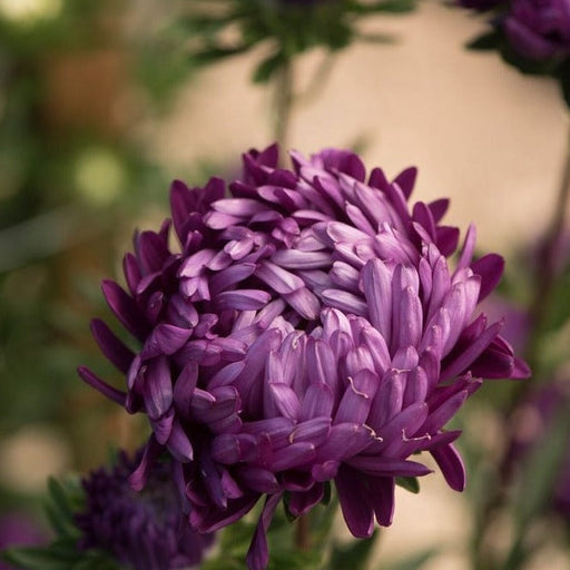 Deep purple aster flower in full bloom, showcasing vibrant layered petals.