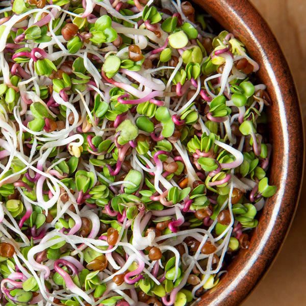Fresh mixed sprouts in a brown ceramic bowl. Green leaves, white roots, and pink stems. Healthy microgreens.