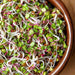 Fresh mixed sprouts in a brown ceramic bowl. Green leaves, white roots, and pink stems. Healthy microgreens.