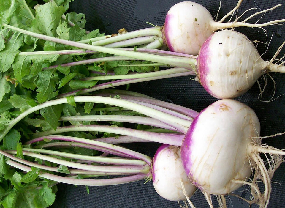 Freshly harvested white and purple turnips with vibrant green leafy tops and roots. Healthy root vegetables.