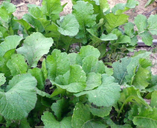 Fresh green mustard or turnip greens growing in a garden bed. Healthy organic leafy vegetables.