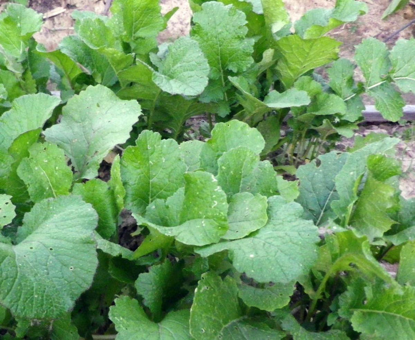 Fresh green mustard or turnip greens growing in a garden bed. Healthy organic leafy vegetables.