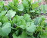 Fresh green mustard or turnip greens growing in a garden bed. Healthy organic leafy vegetables.