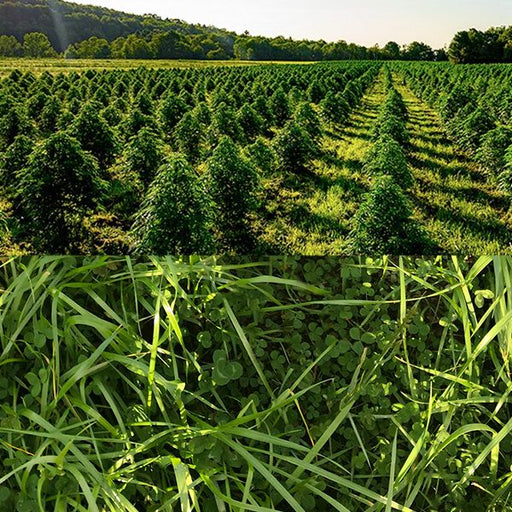 Agricultural field with rows of green hemp or CBD plants. Close-up of clover and grass cover crop.