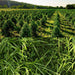 Agricultural field with rows of green hemp or CBD plants. Close-up of clover and grass cover crop.