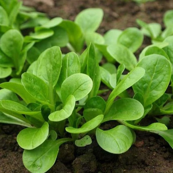 Vibrant green young leafy plants growing in rich, dark garden soil. Fresh vegetable seedlings.