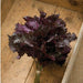 Fresh purple ruffled mizuna greens, tied with twine on rustic wood. Perfect for salads.