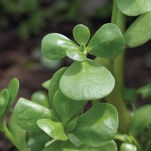 Vibrant green purslane plant with succulent, paddle-shaped leaves, a nutritious edible weed for gardens.