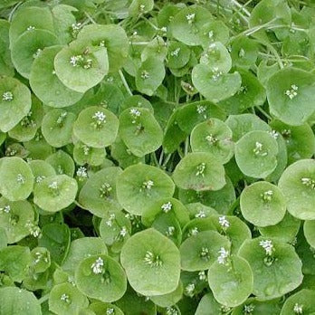 Miner's Lettuce (Claytonia perfoliata) with round, bright green leaves and small white flowers. Edible wild greens.