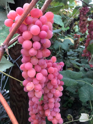 Vibrant pink grapes ripen on a lush vine. Fresh, sweet fruit ready for harvest from the vineyard.