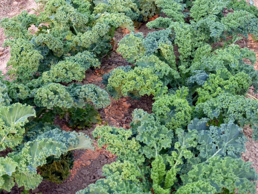 Vibrant green kale plants growing in rows in a garden. Fresh, healthy, organic vegetables.