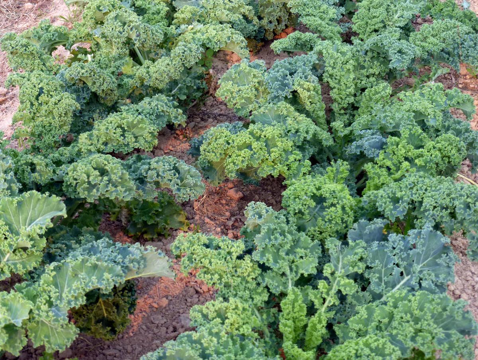 Vibrant green kale plants growing in rows in a garden. Fresh, healthy, organic vegetables.