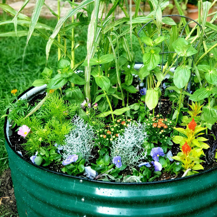 Lush green corrugated metal raised garden bed bursting with colorful flowers like pansies, celosia, and diverse foliage plants.