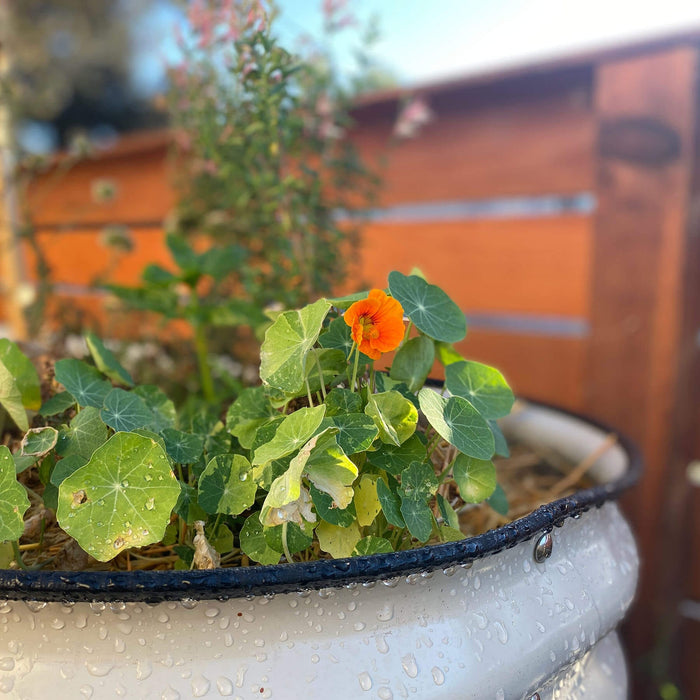 Bright orange nasturtium flower and lush green leaves with dew drops in a white garden planter. Edible bloom.