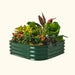 Green corrugated metal raised garden bed filled with vibrant flowers and diverse foliage plants. Perfect for outdoor gardening.