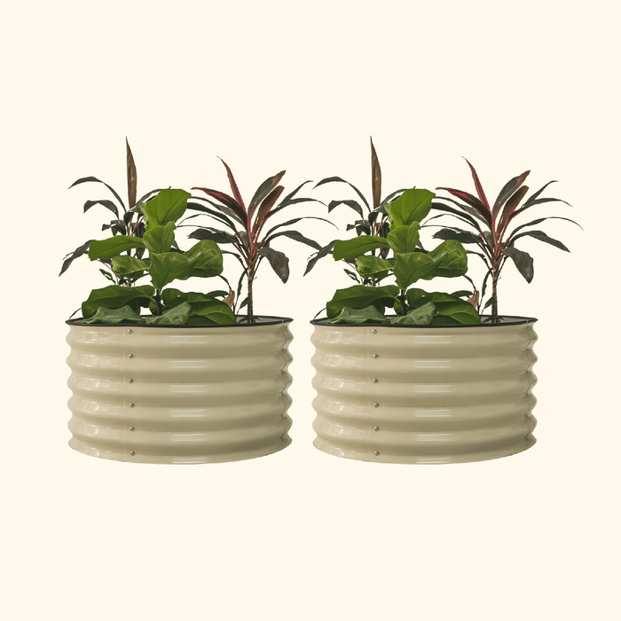 Two cream corrugated metal raised garden beds. Each holds green fiddle leaf fig and red-leaf cordyline plants.