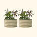 Two cream corrugated metal raised garden beds. Each holds green fiddle leaf fig and red-leaf cordyline plants.