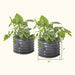 Pair of dark grey corrugated steel planters for elephant ear plants. 24" diameter, 17" high.