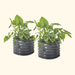 Two dark grey corrugated metal planters with large green plants and gold bolts. Perfect for outdoor garden decor.