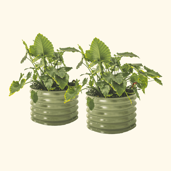 Two olive green corrugated steel raised garden beds with vibrant elephant ear plants.