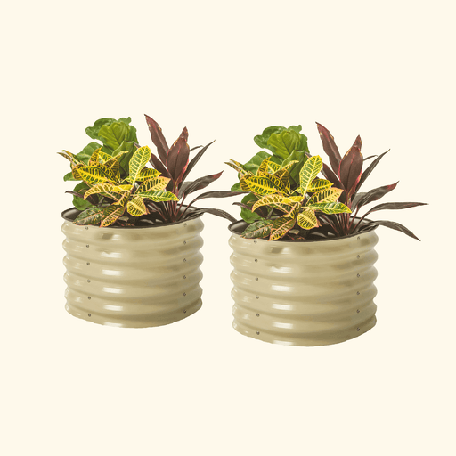 Two beige corrugated metal planters with colorful croton, fiddle leaf fig, and red ti plants. Modern garden decor.