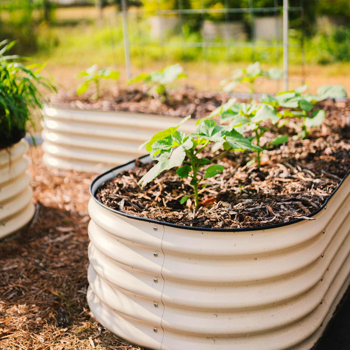 Cream corrugated metal raised garden beds filled with young plants and mulch. Perfect for home vegetable gardening.