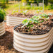 Cream corrugated metal raised garden beds filled with young plants and mulch. Perfect for home vegetable gardening.