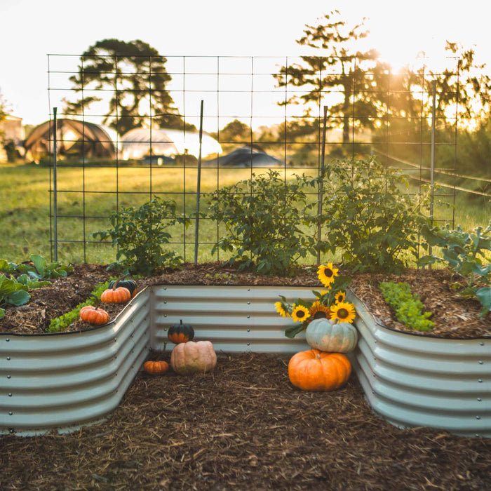 Corrugated metal raised garden beds filled with fall pumpkins, sunflowers, and green vegetables, with greenhouses at sunset.