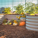 Bountiful autumn harvest in a backyard raised garden: pumpkins, squash, corn, and assorted fresh organic vegetables with sunflowers.