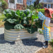 Toddler in pink hat and apron admiring a large corrugated metal raised garden bed filled with green collard greens.