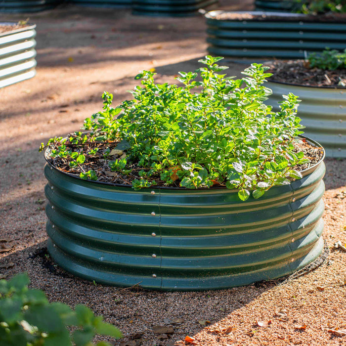 Dark green corrugated metal raised garden bed with lush mint or oregano herbs.