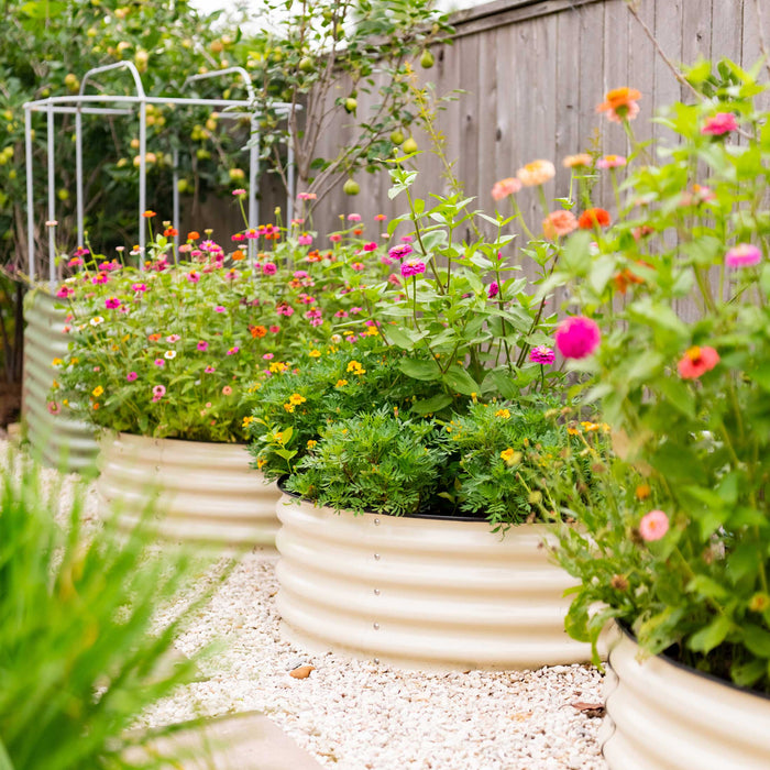 Vibrant zinnias and marigolds in corrugated raised garden beds on a gravel path. Backyard garden with fruit trees & fence.