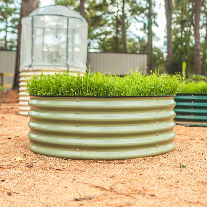 Pale green corrugated raised garden bed brimming with vibrant microgreens. Outdoor backyard setup, dome greenhouse.