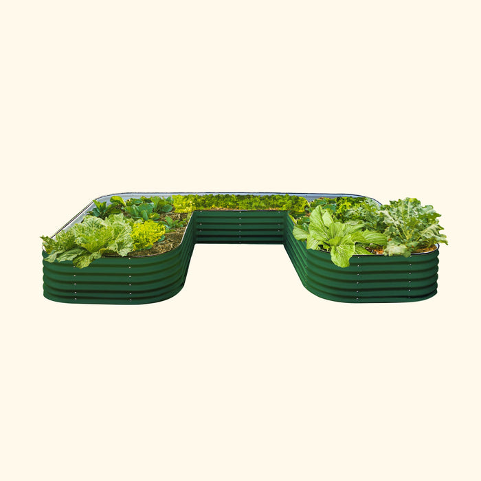 U-shaped dark green corrugated metal raised garden bed with thriving leafy vegetables: lettuce, kale, cabbage.
