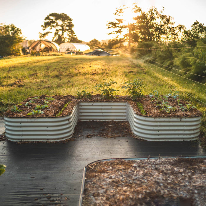 L-shaped corrugated steel raised garden beds growing vegetables with mulch, weed fabric, and greenhouses at sunset.
