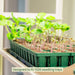 Green 1020 seedling trays filled with young sprouts and larger plants on a plant propagation shelf.