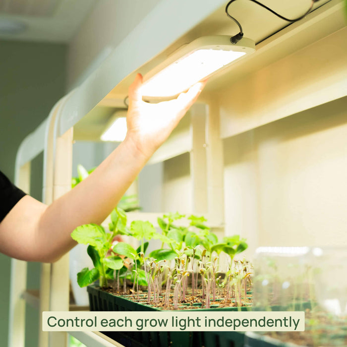 Hand adjusts powerful LED grow light over trays of seedlings. Optimizes indoor plant growth with independent control.