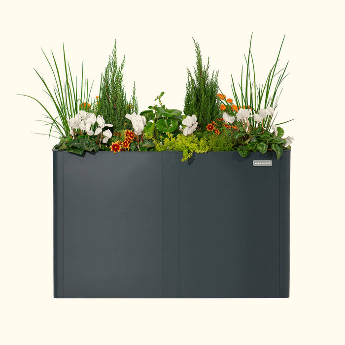 Dark grey Vego Garden planter box with green grass, evergreen shrubs, white cyclamen, and orange flowers.