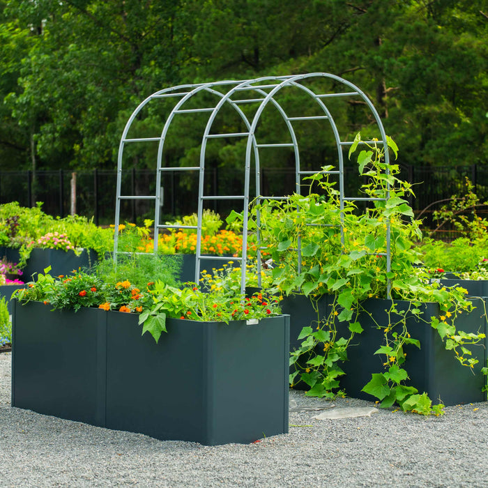 Modern dark gray raised garden beds with vibrant marigolds, dill, and cucumber vines on a metal arch trellis.