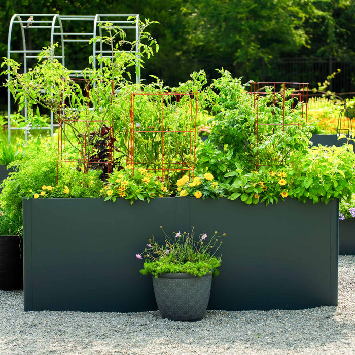 Vibrant backyard raised garden beds with tomatoes, basil, carrots, and marigolds. Modern container garden design.