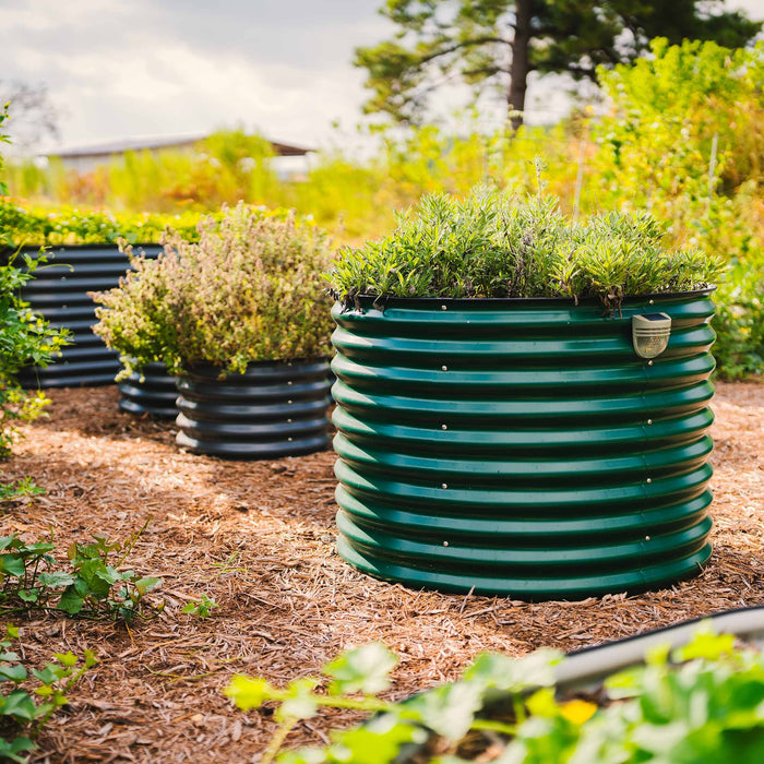 Green corrugated metal raised garden bed with herbs & solar light. Dark grey beds, wood mulch. Ideal for backyard container gardening.