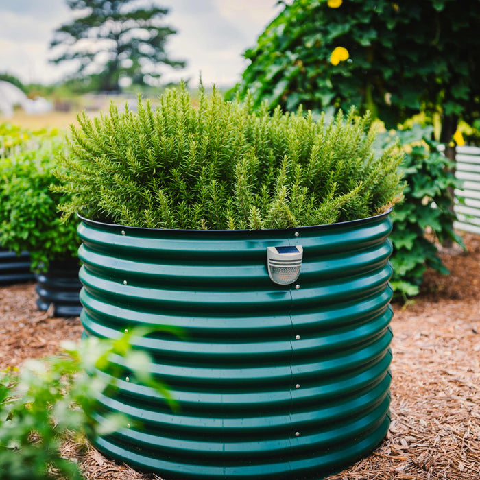 Lush rosemary in a dark green corrugated steel raised garden bed with a solar light. Outdoor herb planter.