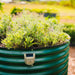 Vibrant herbs grow in a green corrugated metal raised garden bed with an attached solar light. Sustainable outdoor gardening.