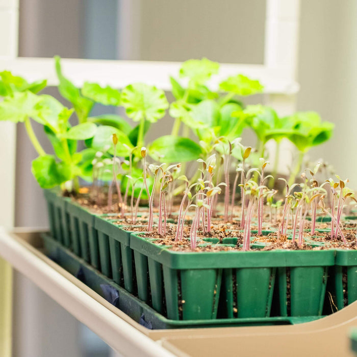 Young green seedlings with reddish stems in multiple seed starting trays. Larger plants in the background. Home gardening, plant propagation.