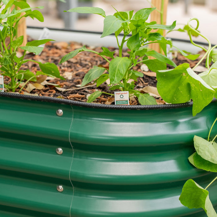 Vego Garden green corrugated raised garden bed with Kitchen Minis 'Fresh Bites Orange' pepper plants.