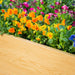 Light wood planter box with vibrant orange, yellow, pink, and purple pansies. Colorful spring flowers for garden decor.