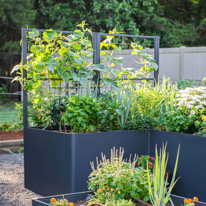 Modern dark gray raised garden beds with trellises, growing cucumbers, basil, scallions, and flowers in a sunny garden.