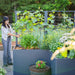 Happy woman tending a modern dark grey raised garden bed with trellis. Features cucumbers, basil, peppers, onions, and flowers.