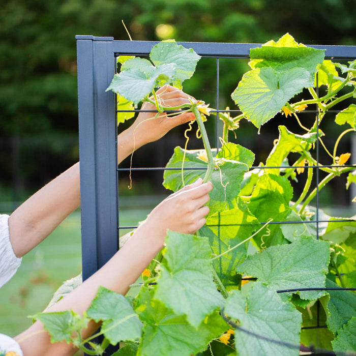Gardener's hands guide a cucumber plant with yellow flowers up a black trellis. Sunny garden scene, healthy green leaves.