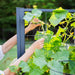 Gardener's hands guide a cucumber plant with yellow flowers up a black trellis. Sunny garden scene, healthy green leaves.